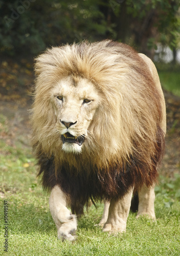 Photo: Lion the king Lion the king