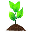Green sprout
