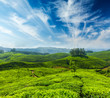 Tea plantations
