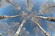Photo: Birch wood in winter Russia Birch wood in winter Russia