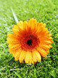 Vibrant yellow gerbera diasy