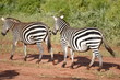 Zebre in Africe