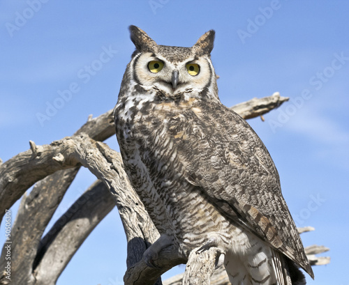 Photo: A Great Horned Owl Against a Blue Sky A Great Horned Owl Against a Blue Sky