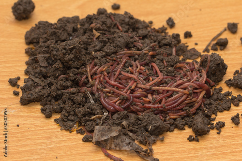 Photo: red worms in compost - bait for fishing red worms in compost - bait for fishing