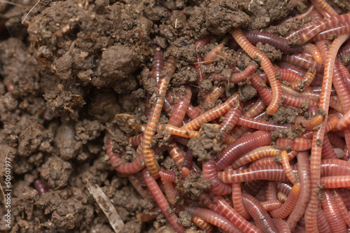 Photo: red worms in compost - bait for fishing red worms in compost - bait for fishing