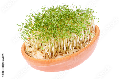 Photo: Gartenkresse Gartenkresse