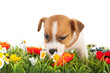 Puppy dog sniffing at flowers