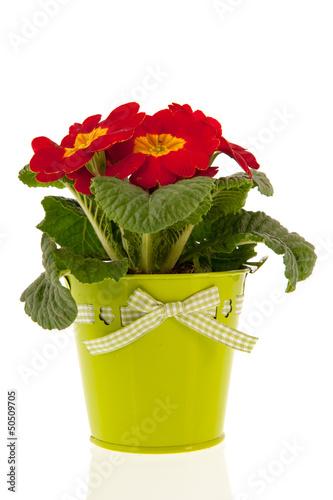 Photo: red primrose red primrose