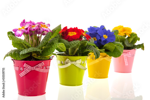 Photo: Colorful Primroses Colorful Primroses