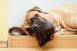 Junior bullmastiff dog