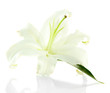 Beautiful lily, isolated on white