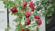Roses in the rain.