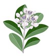 A Group of Fresh Calotropis Gigantea Flowers