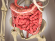 3D Rendering Intestinal internal organ