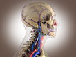 Human anatomy - structure of head brain, eyes etc