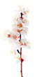 Branch with blossoms. Isolated on white background.