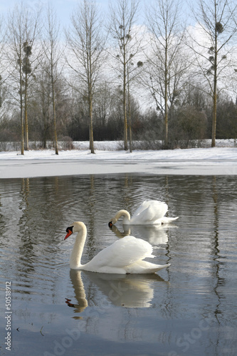 Photo: cygnes cygnes