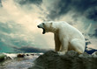Photo: White Polar Bear Hunter on the Ice in water drops. White Polar Bear Hunter on the Ice in water drops.