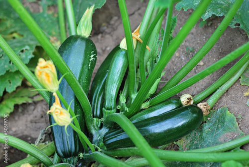 Photo: Zucchini plant Zucchini plant