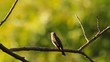 Bird on a branch in a garden in the evening of the day.