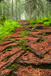 Photo: Path in forest Path in forest