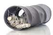 Spielende Katze - Playing cat