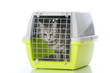 Katzentransport