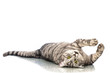 Liegende Katze - Lying cat