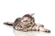 Liegende Katze - Lying cat
