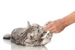 Katze erhält Belohnung - Cat gets reward