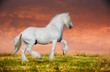 A grey arabian horse rearing