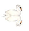 Mute swan