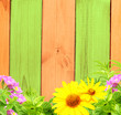 Summer background