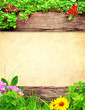 Summer background