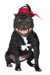 staffordshire bull terrier dog in a hat