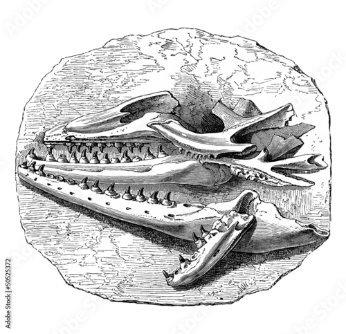 Illustration: Fossil : Mosasaurus - Head Fossil : Mosasaurus - Head