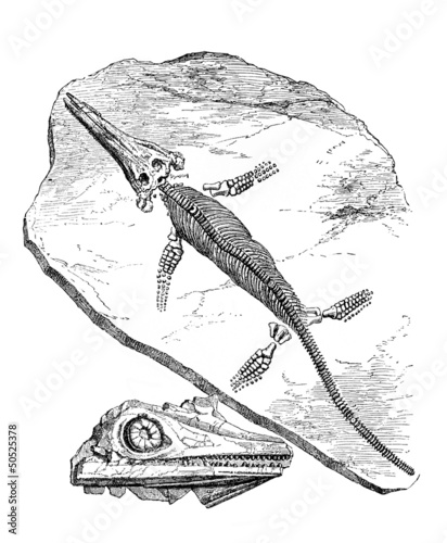 Illustration: Fossil : "Ichtyosaurus Chiroligostinus" Fossil : "Ichtyosaurus Chiroligostinus"
