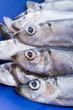 herrings