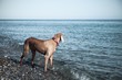 Foto: Weimaraner Weimaraner