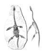 Plesiosaurus "Dolichodeirus" & Skeleton