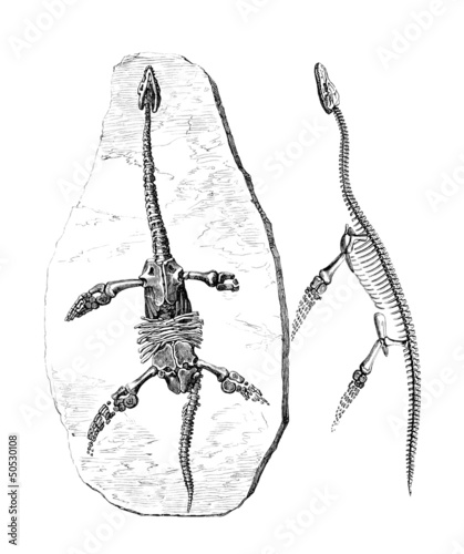 Illustration: Plesiosaurus "Dolichodeirus" & Skeleton Plesiosaurus "Dolichodeirus" & Skeleton