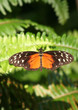 Golden Helicon Butterfly standing on the fern leaf