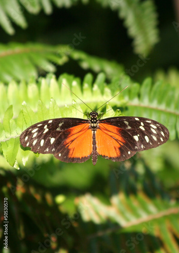 Photo: Golden Helicon Butterfly standing on the fern leaf Golden Helicon Butterfly standing on the fern leaf
