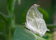 Mother of Pearl Butterfly on The Leaf