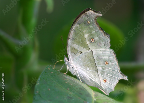 Photo: Mother of Pearl Butterfly on The Leaf Mother of Pearl Butterfly on The Leaf