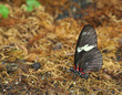 Red Doris Longwing Butterfly