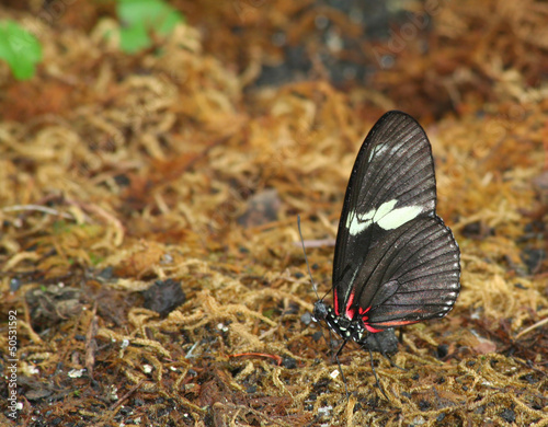Photo: Red Doris Longwing Butterfly Red Doris Longwing Butterfly