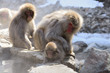 Japanese macaque (Nihon-zaru)