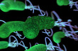 helicobacter pylori bacterium