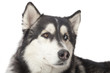 adult male husky